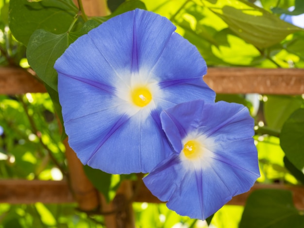 Foto una hermosa flor en la mañana