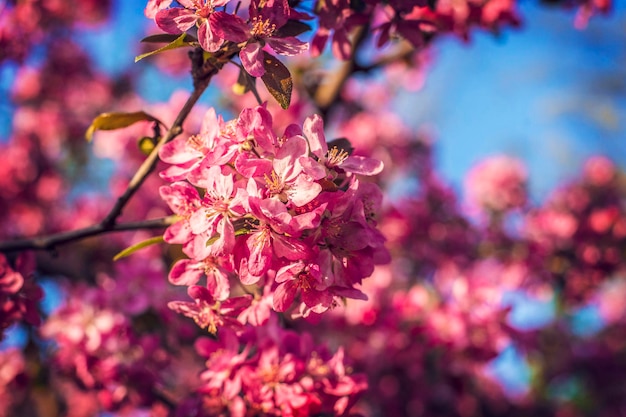 Hermosa flor de manzana rosa. Manzano en flor, rama de manzano. flor de primavera