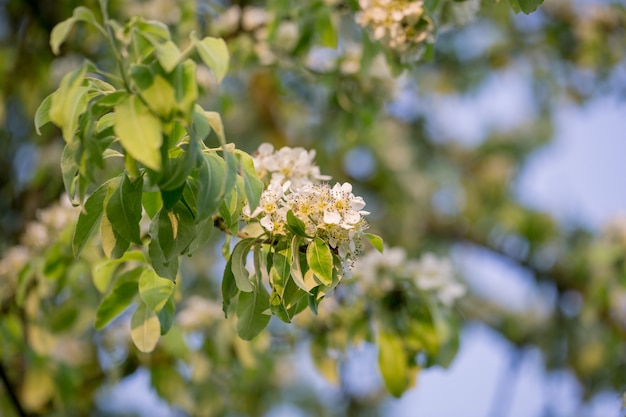 Hermosa flor de manzana