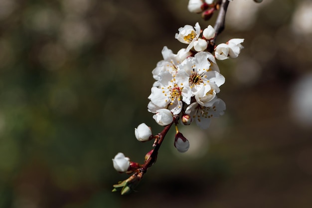 Hermosa flor de manzano flor blanca