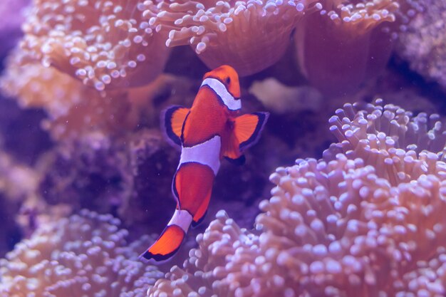 Hermosa flor de mar en el mundo submarino con corales y peces