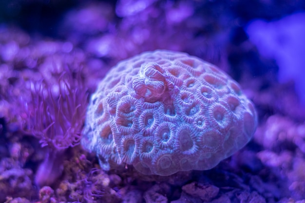 Hermosa flor de mar en mundo submarino con corales