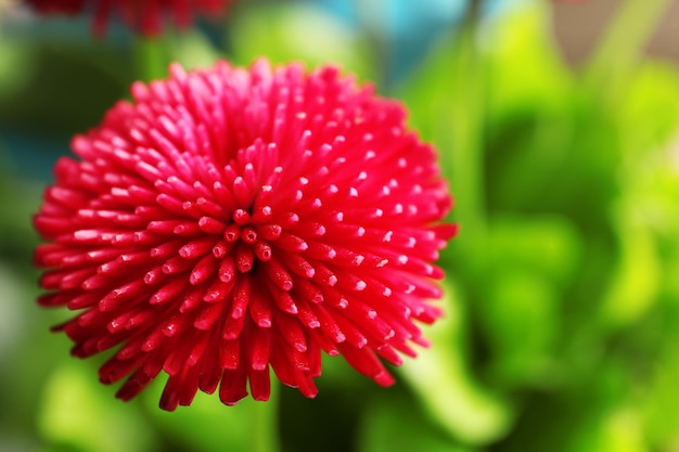 Hermosa flor de margarita al aire libre