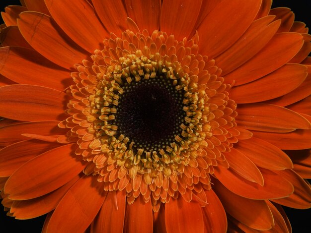 Hermosa flor de Margarita gerbera naranja