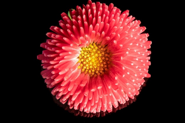 Hermosa flor de margarita gerbera rosa en flor sobre fondo negro Cerrar foto