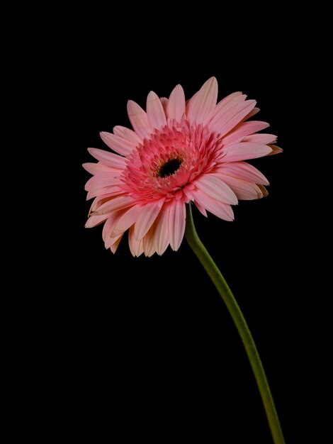 Hermosa flor de margarita gerbera rosa