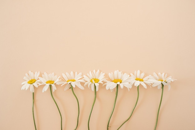 Hermosa flor de margarita de manzanilla sobre fondo de melocotón neutro Concepto floral minimalista con espacio de copia Bodegón creativo fondo de primavera de verano