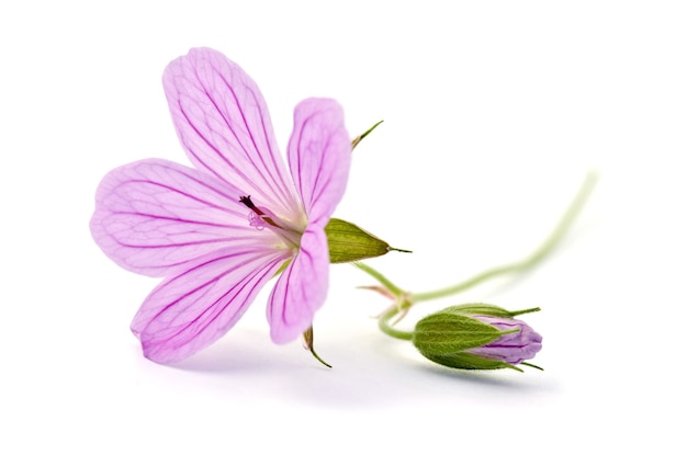 Hermosa flor morada aislado en blanco