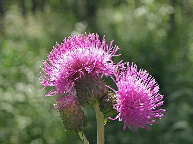 Hermosa flor morada cardo melancólico