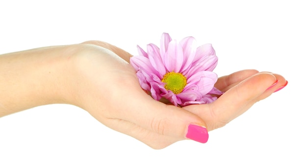 Hermosa flor morada en la mano de las mujeres aislada en blanco