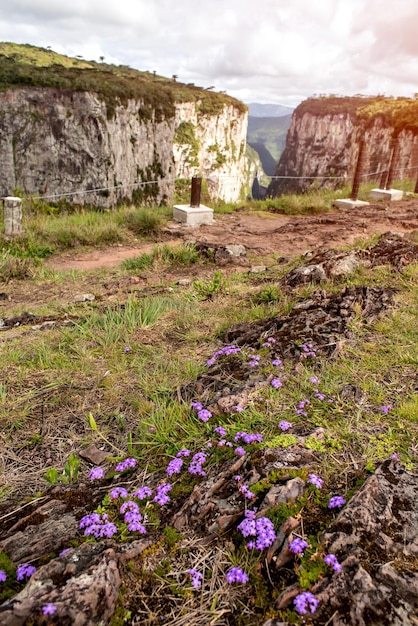 Hermosa flor morada en la vegetación de los cañones brasileños de Rio Grande do Sul