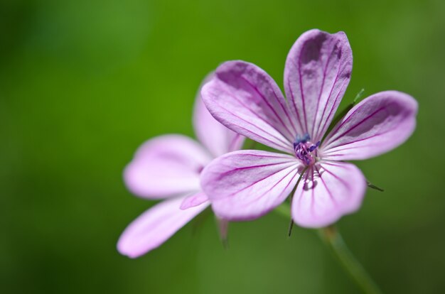 Hermosa flor morada