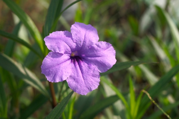 Hermosa flor morada