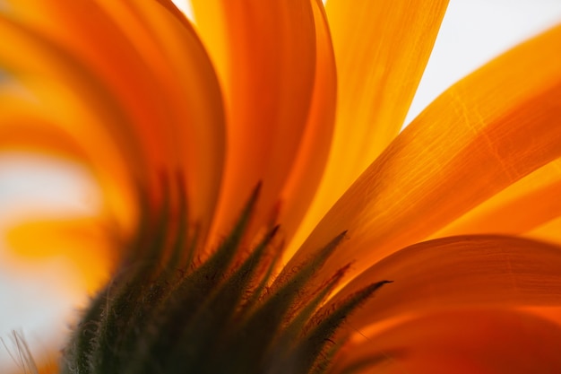 hermosa flor de naranja en la naturaleza