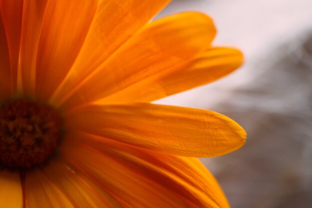 hermosa flor de naranja en la naturaleza