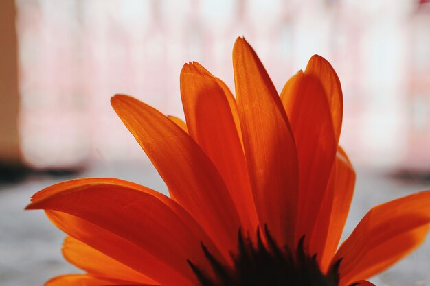 hermosa flor de naranja en la naturaleza