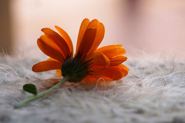 hermosa flor de naranja en la naturaleza