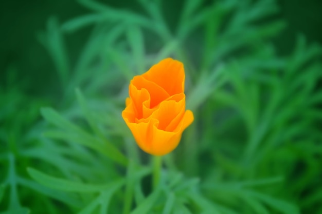 Hermosa flor de naranja sobre un fondo verde