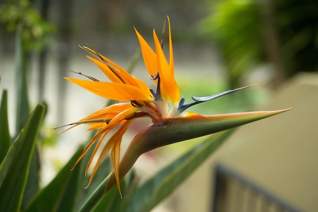 Hermosa flor de naranja