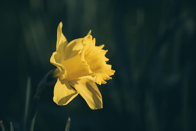 Hermosa flor de narciso amarilla única en primavera fondo estacional natural