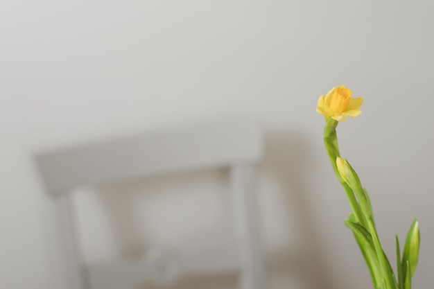 Hermosa flor de narciso amarillo fresco aislado Primavera Pascua fondo de pantalla