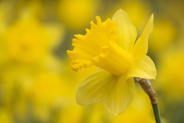 Hermosa flor de narciso en el jardín.