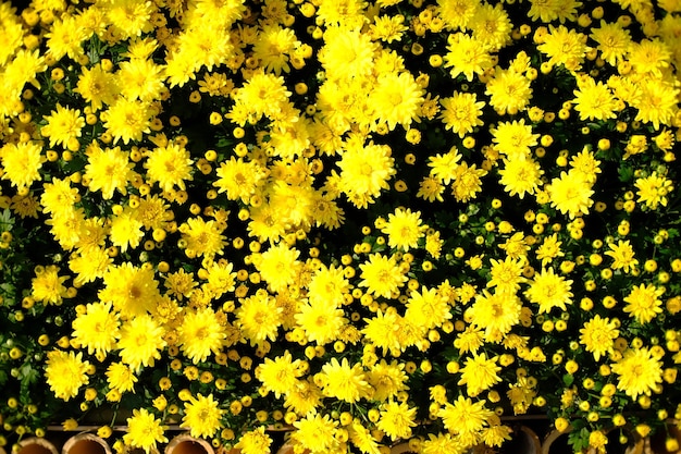 Hermosa flor de la naturaleza para el fondo