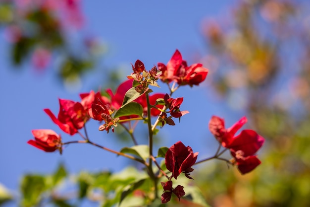 Hermosa flor en la naturaleza.