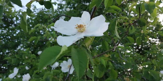 Foto una hermosa flor en la naturaleza