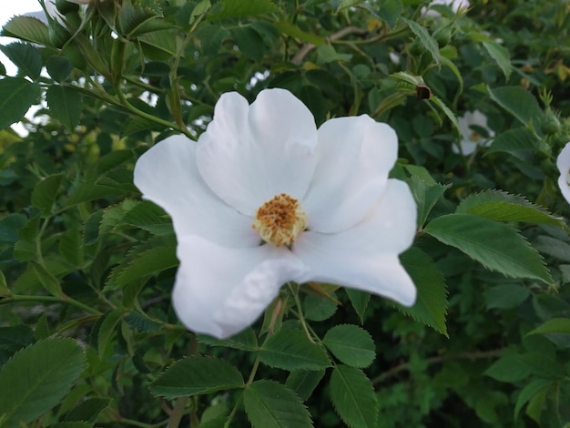 Foto una hermosa flor en la naturaleza