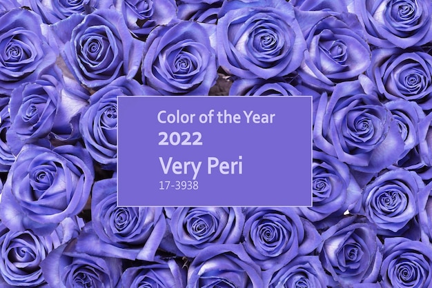 Hermosa flor negra de rosas del color del año 2022 con la inscripción muy peri