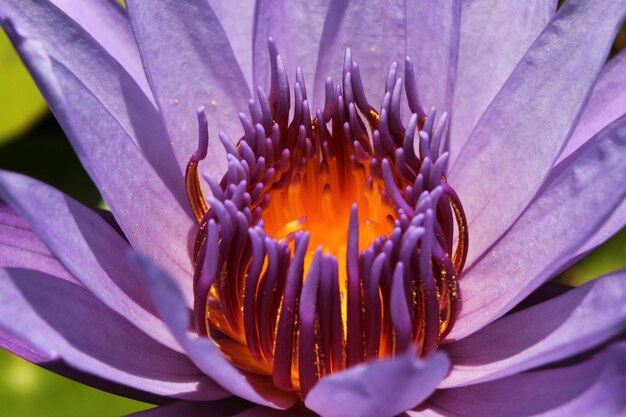 Hermosa flor de nenúfar púrpura de cerca