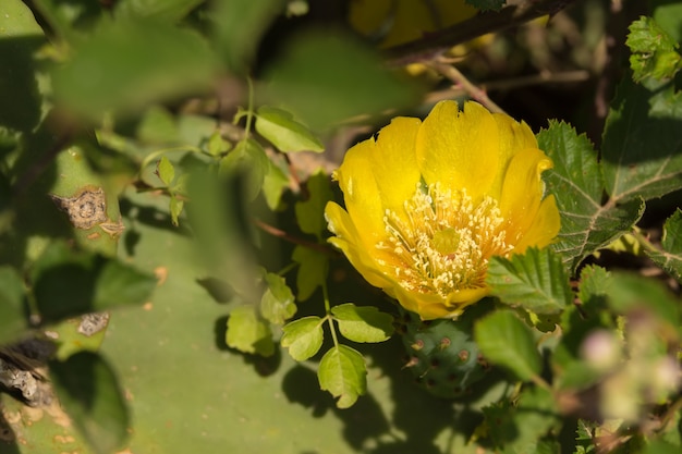 Hermosa flor de opuntia ficus-indica o pera cactus se extiende ampliamente a lo largo de Sicilia y Apulia