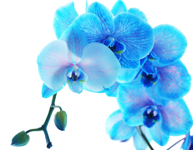 Hermosa flor de orquídea azul aislada sobre fondo blanco