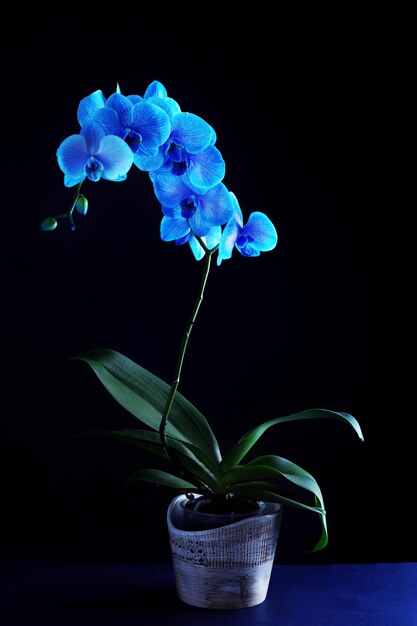 Hermosa flor de orquídea azul sobre fondo negro