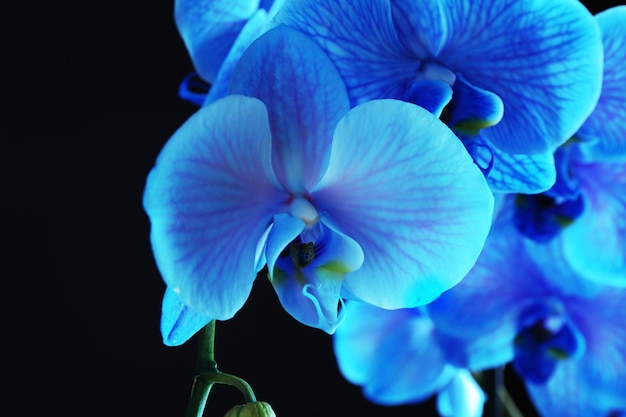 Hermosa flor de orquídea azul sobre fondo negro