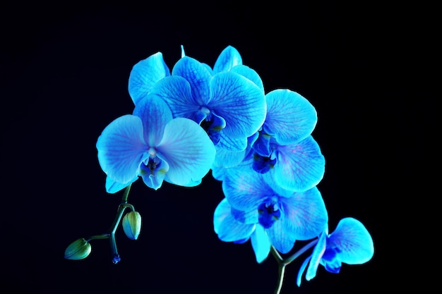 Hermosa flor de orquídea azul sobre fondo negro