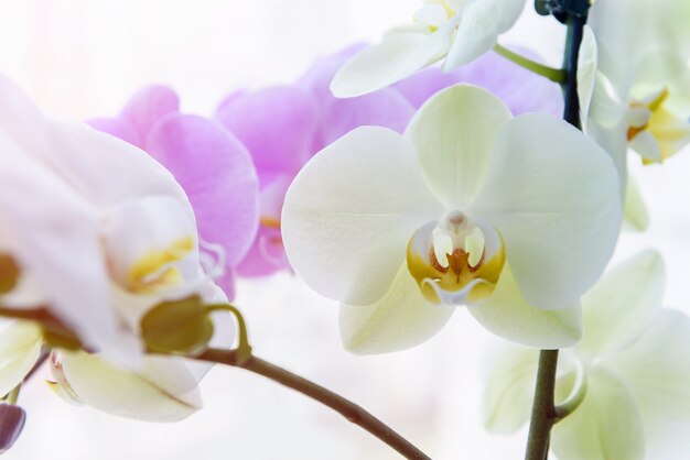 Hermosa flor de orquídea en brunch verde de cerca