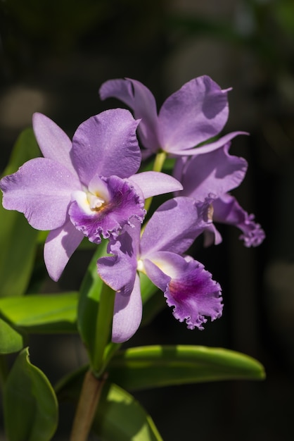 hermosa flor de orquídea cattleya color púrpura claro