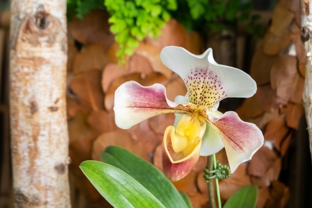 Hermosa flor de orquídea en color morado y blanco en casa