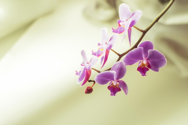 Hermosa flor de orquídea fresca cerca del espacio de copia Fondo floral