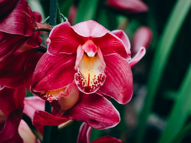 Hermosa flor de orquídea en el jardín