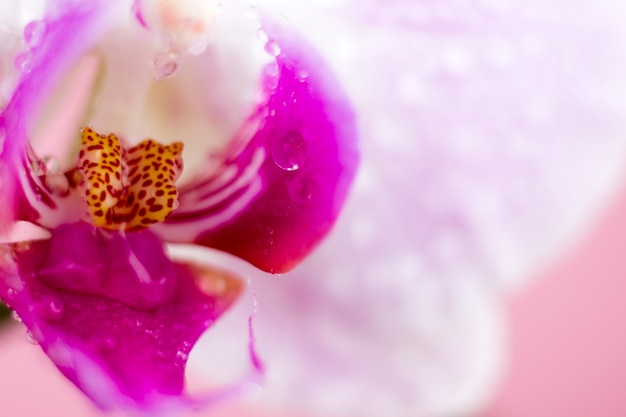 Hermosa flor de orquídea macro. Fondo natural borroso abstracto. Flores frágiles ligeras con gotas de agua. Foto de alta calidad