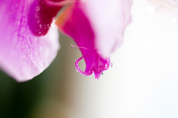 Hermosa flor de orquídea macro. Fondo natural borroso abstracto. Flores frágiles ligeras con gotas de agua. Foto de alta calidad