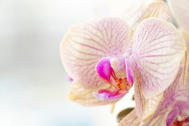 Hermosa flor de orquídea Macro vista