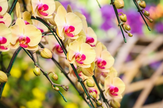Hermosa flor de la orquídea Phalaenopsis que florece en el fondo floral del jardín