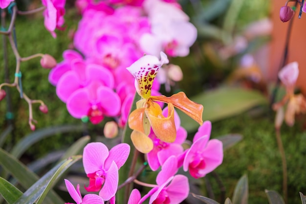 Hermosa flor de la orquídea Phalaenopsis que florece en el fondo floral del jardín