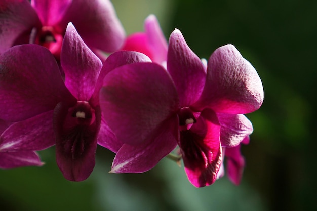 Hermosa flor de orquídea de primer plano