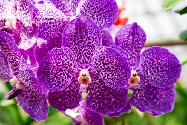 Hermosa flor de orquídea que crece en el jardín