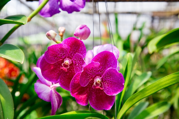 Hermosa flor de orquídea que crece en el jardín